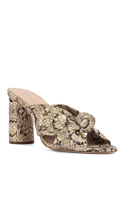 Shop Loeffler Randall Coco High Heel Knot Mule In Champagne & Graphite