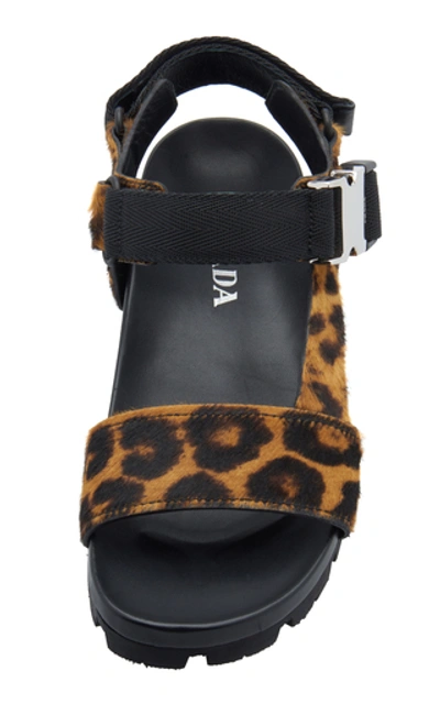 Shop Prada Buckled Leopard-print Calf Hair Sandals In Animal