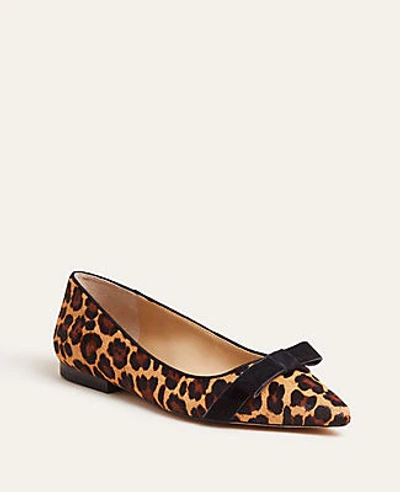 Shop Ann Taylor Patricia Leopard Print Haircalf Bow Flats In Brown