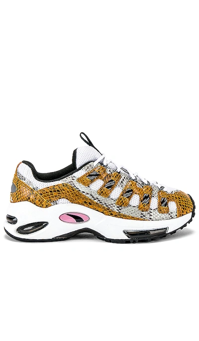 Shop Puma Cell Endura Animal Kingdom In  White & Golden Orange