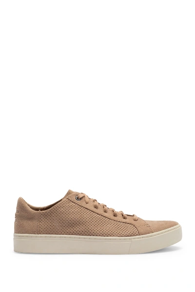 Shop Toms Lenox Perforated Faux Suede Sneaker In Medium Brown