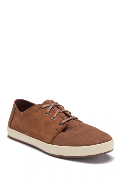 Shop Toms Payton Contrast Suede Sneaker In Dark Brown