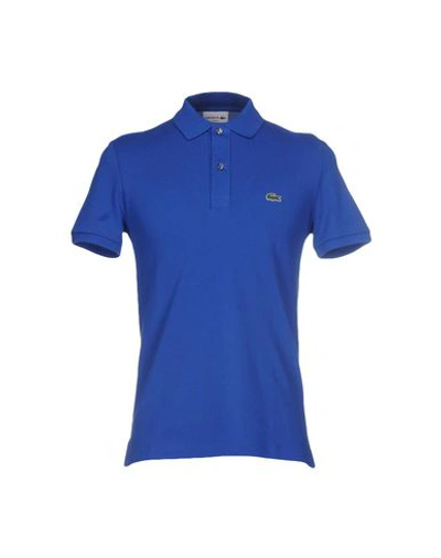 Shop Lacoste Man Polo Shirt Bright Blue Size 8 Cotton