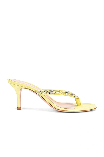 Shop Gianvito Rossi Diva Flip Flop Sandals In Lemonade