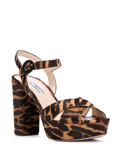 Shop Prada Zebra Print Platform Sandals In Neutrals