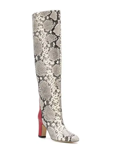 Shop Gia Couture Python Print Knee High Boots In White