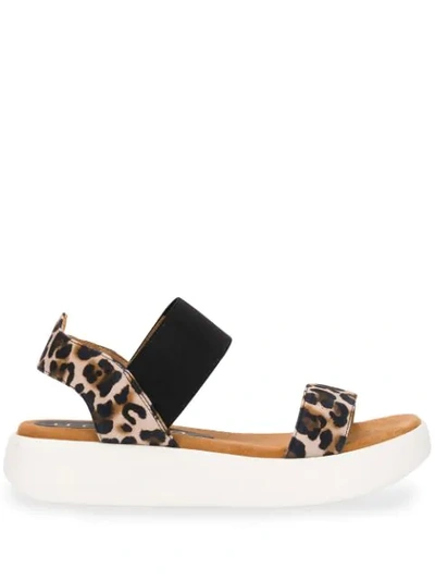 Unisa Bridni Leopard Sandals - Black | ModeSens