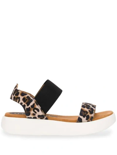 Shop Unisa Bridni Leopard Sandals - Black