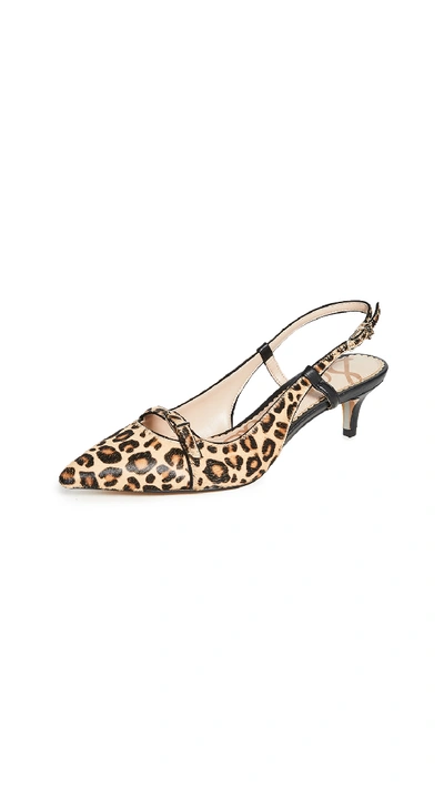 Shop Sam Edelman Denia Slingback Pumps In Leopard