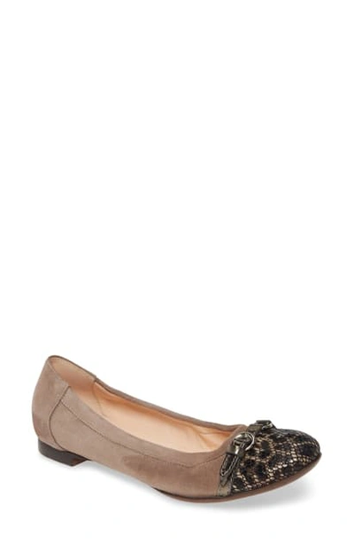 Shop Agl Attilio Giusti Leombruni Cap Toe Ballet Flat In Taupe Suede