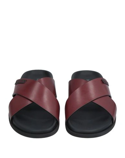 Shop Dolce & Gabbana Sandals In Cocoa