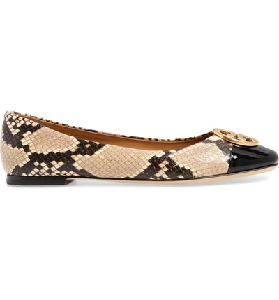 Shop Tory Burch Chelsea Cap Toe Ballet Flat In Desert Roccia / Perfect Black