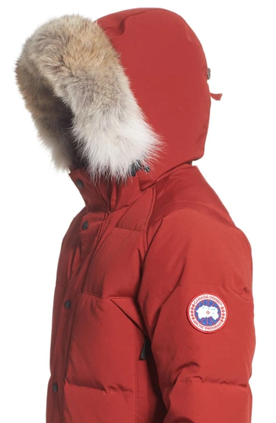 Shop Canada Goose Emory Slim Fit Genuine Coyote Fur Trim Parka In Red Maple
