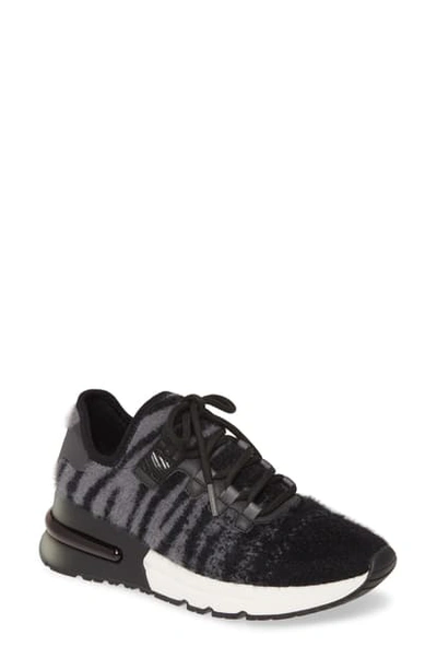 Shop Ash Krush Knit Sneaker In Tiger Knit Fog/ Black