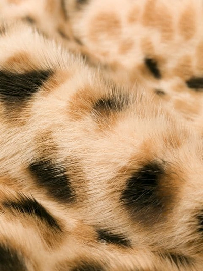 Shop Simonetta Ravizza Leopard-print Jacket In Neutrals