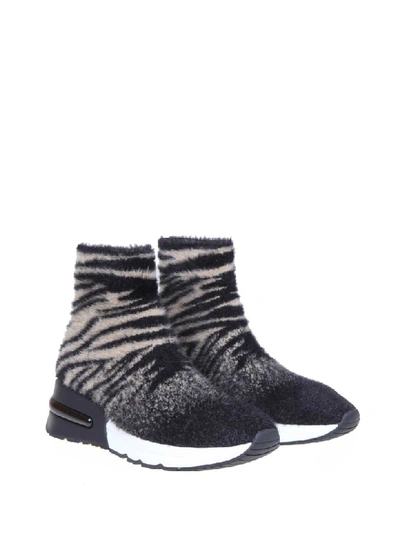 ASH SNEAKERS KING IN FABRIC SOCK WITH TIGER BLACK / CREAM MOTIF 11116798