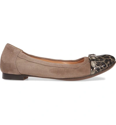 Shop Agl Attilio Giusti Leombruni Cap Toe Ballet Flat In Taupe Suede