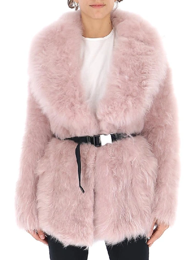 Shop Prada Belted Fur Jacket In Pink