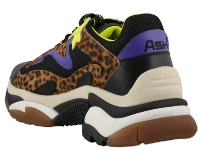 Shop Ash Addict Sneakers In Multi