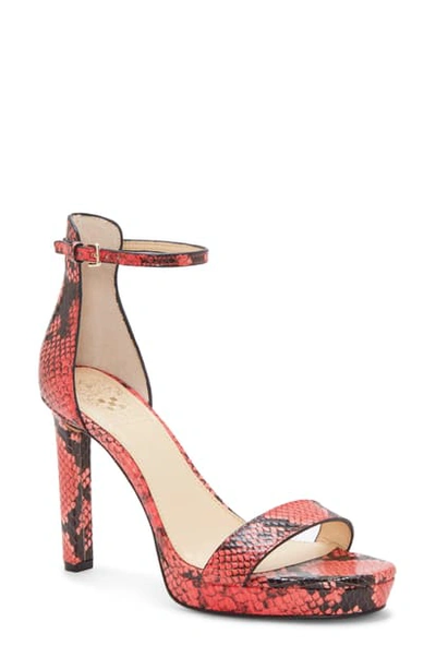Shop Vince Camuto Balindia Ankle Strap Sandal In Watermelon Leather