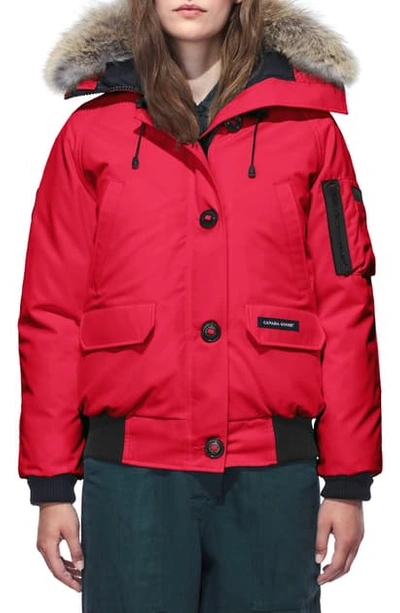 Shop Canada Goose Chilliwack Hooded Down Bomber Jacket With Genuine Coyote Fur Trim In Red