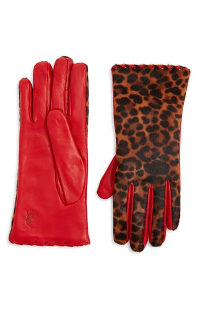 Shop Polo Ralph Lauren Leopard Print Genuine Calf Hair Gloves In Leopard/ Ralph Red