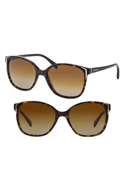 Shop Prada 55mm Polarized Cat Eye Sunglasses In Havana