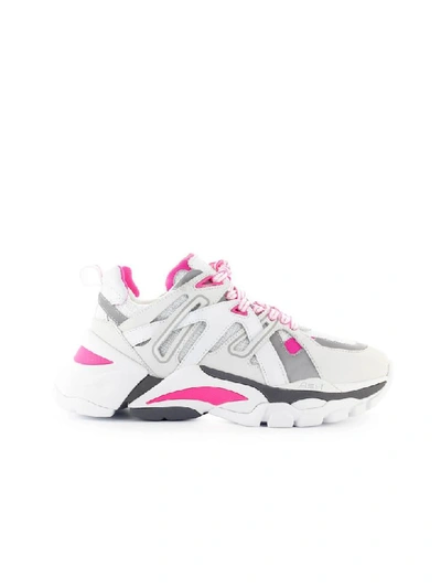 Shop Ash White Neon Pink Fl Sneaker In Bianco / Fucsia Fluo (white)