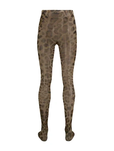 Shop Dolce & Gabbana Leopard Print Tights In Hy13m Leo New