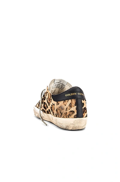 Shop Golden Goose Superstar Sneaker In Snow Leopard & Black