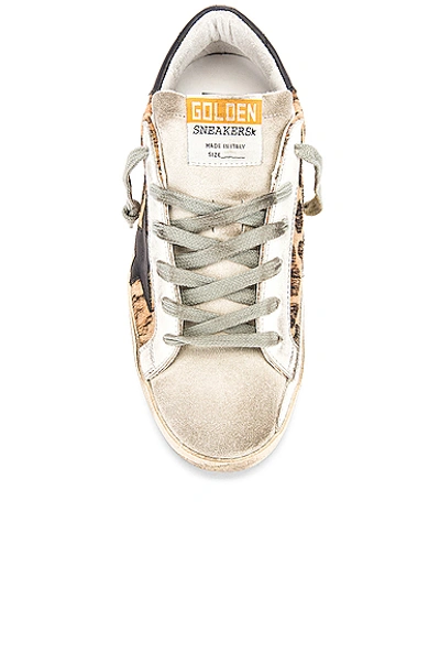 Shop Golden Goose Superstar Sneaker In Snow Leopard & Black