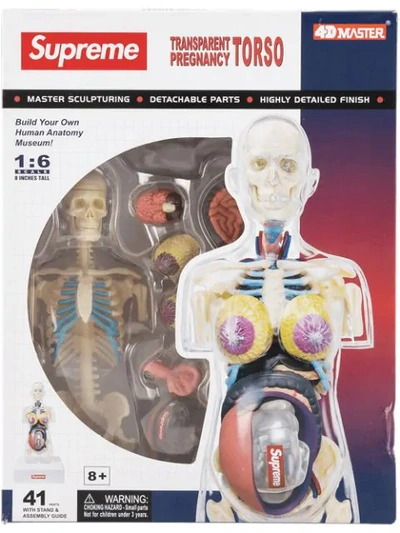 女性解剖人体玩偶