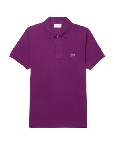 Shop Lacoste Polo Shirt In Purple