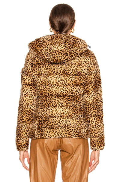 Shop Moncler Bady Jacket In Leopard