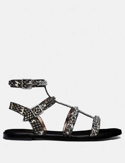 Shop Coach Haddie Gladiator Sandal In Snakeskin - Women's In Natural