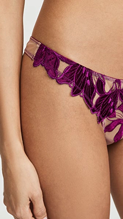 Shop Fleur Du Mal Lily Thong In Dahlia