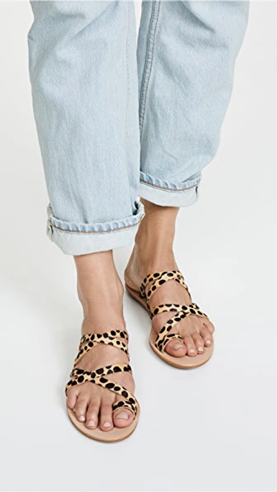 Shop Loeffler Randall Sarie Sandals In Cheetah