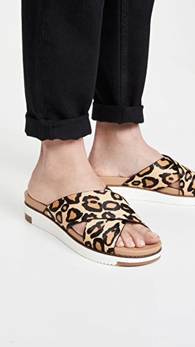 Shop Sam Edelman Audrea Slides In New Nude Leopard