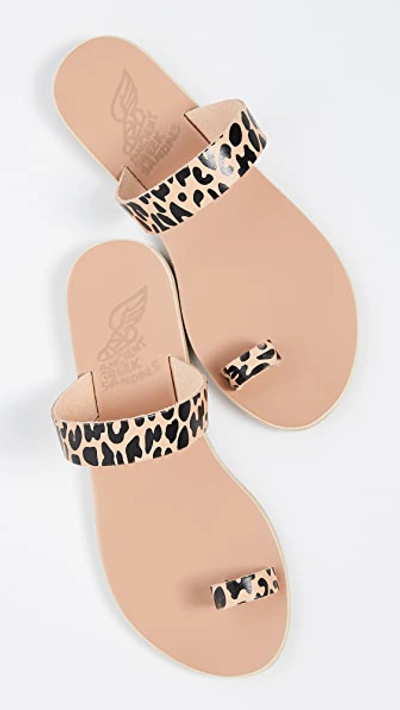 Shop Ancient Greek Sandals Thalia Slides In Natural/cheetah