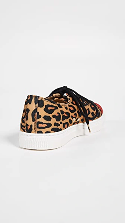 Shop Charlotte Olympia Kiss Me Sneakers In Leopard