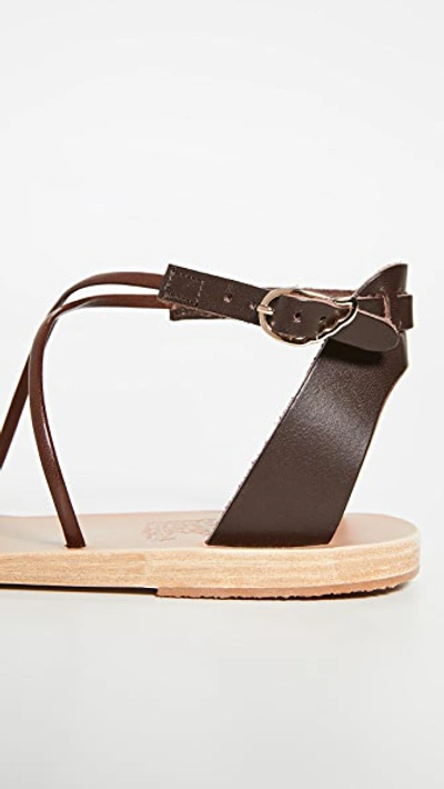 Shop Ancient Greek Sandals Meloivia Sandals In T-moro