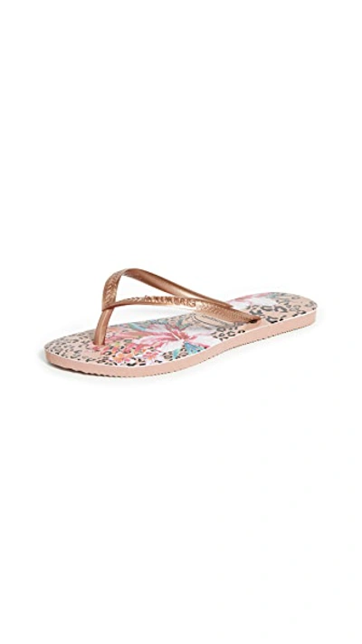 Havaianas Slim Animal Floral Flip Flops In Crocus Rose