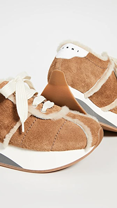 Shop Marni Platform Lace Up Sneakers In Caramel