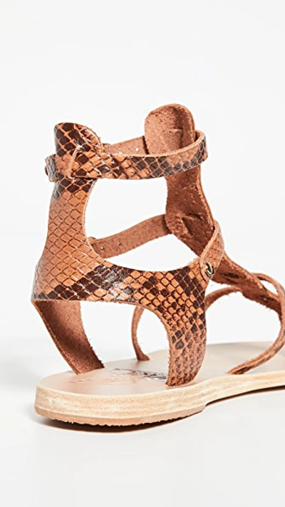Shop Ancient Greek Sandals Stephanie Sandals In Python Tampa