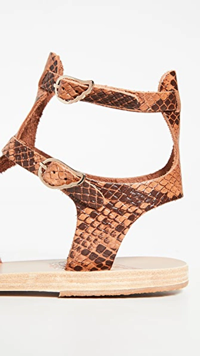 Shop Ancient Greek Sandals Stephanie Sandals In Python Tampa