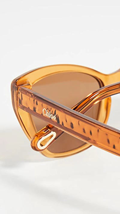 Shop Chloé Willow Cat Eye Sunglasses In Brick