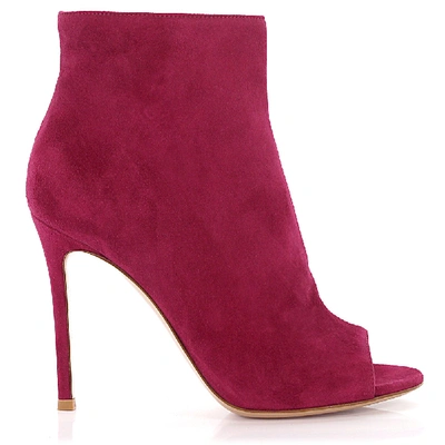 Shop Gianvito Rossi Ankle Boots Lais Suede In Red,purple