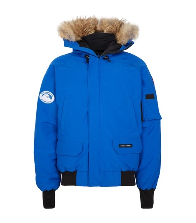 Shop Canada Goose Pbi Chilliwack Bomber Jacket