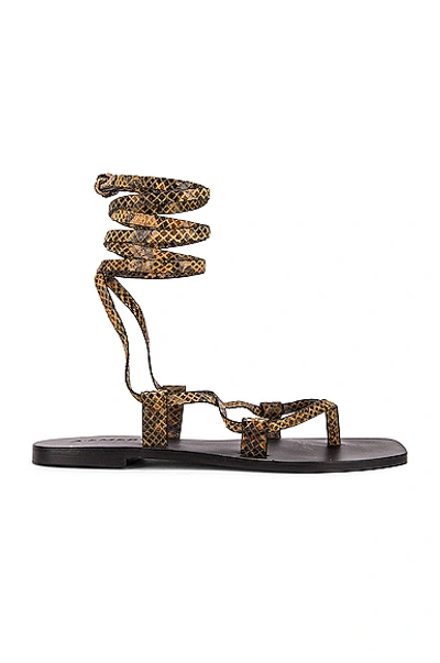 Shop A.emery Finnley Sandal In Caramel Snake