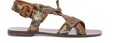 Shop Zimmermann Buckle Sandals In Natural Snake